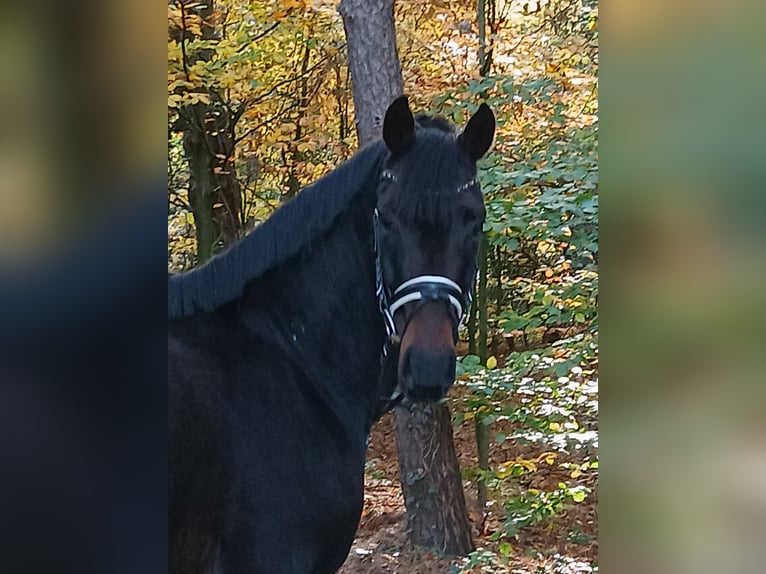 Hannoveraan Ruin 4 Jaar 167 cm Donkerbruin in Barenburg