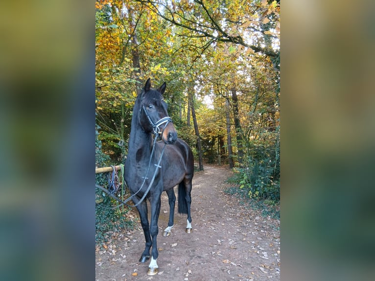Hannoveraan Ruin 4 Jaar 167 cm Donkerbruin in Barenburg