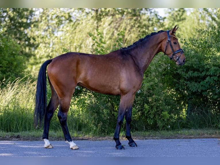 Hannoveraan Ruin 4 Jaar 167 cm Donkerbruin in Rosenheim
