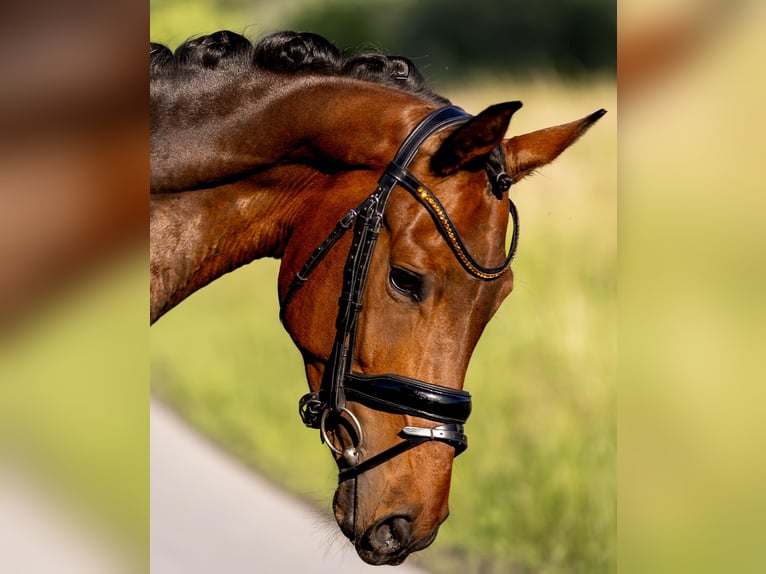 Hannoveraan Ruin 4 Jaar 167 cm Donkerbruin in Rosenheim