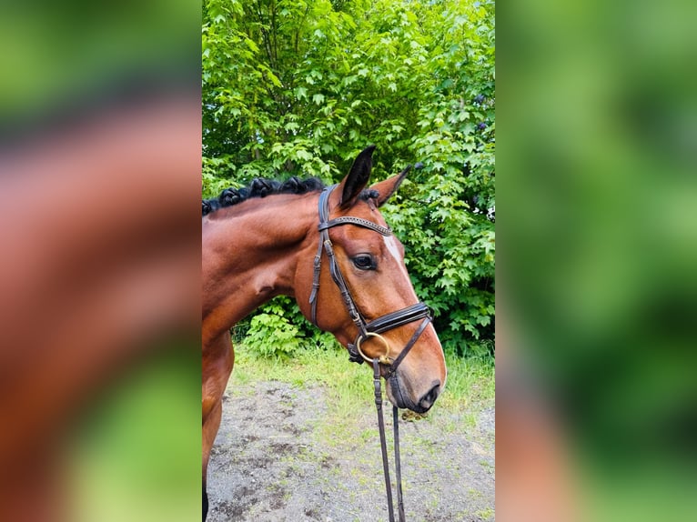 Hannoveraan Ruin 4 Jaar 167 cm Donkerbruin in Hamm
