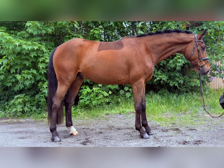 Hannoveraan Ruin 4 Jaar 167 cm Donkerbruin in Hamm