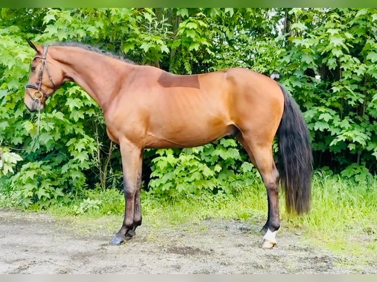 Hannoveraan Ruin 4 Jaar 167 cm Donkerbruin in Hamm