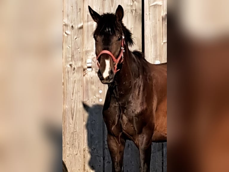 Hannoveraan Ruin 4 Jaar 167 cm Donkerbruin in seehausen