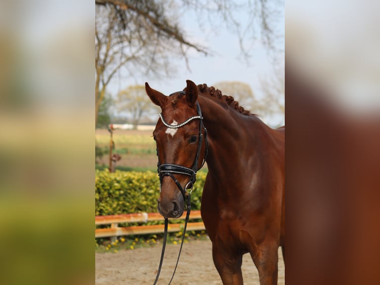 Hannoveraan Ruin 4 Jaar 167 cm Donkere-vos in Ree&#xDF;um
