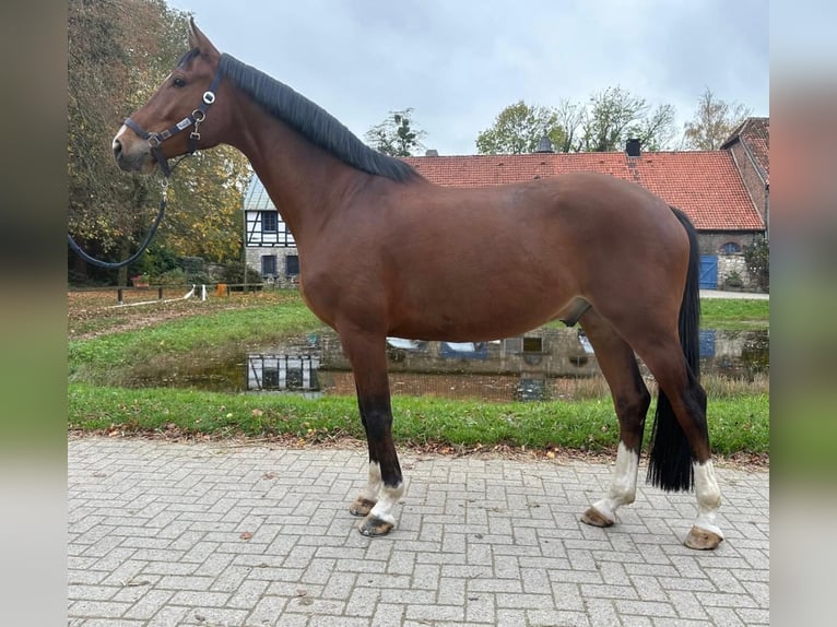 Hannoveraan Ruin 4 Jaar 167 cm in Hildesheim