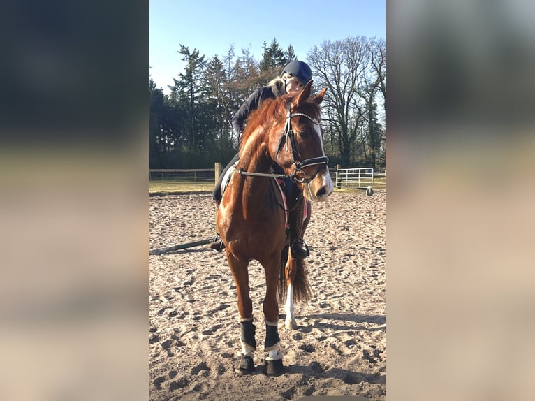 Hannoveraan Ruin 4 Jaar 167 cm Vos in Kirchlinteln