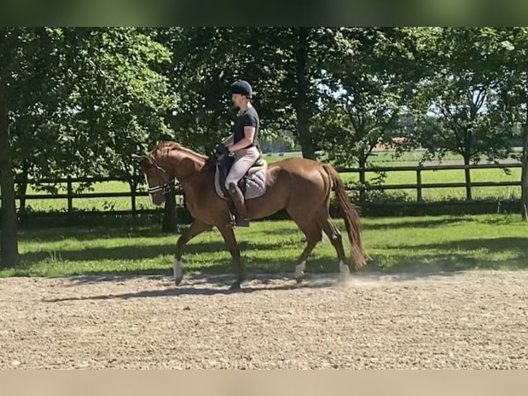 Hannoveraan Ruin 4 Jaar 167 cm Vos in Bawinkel