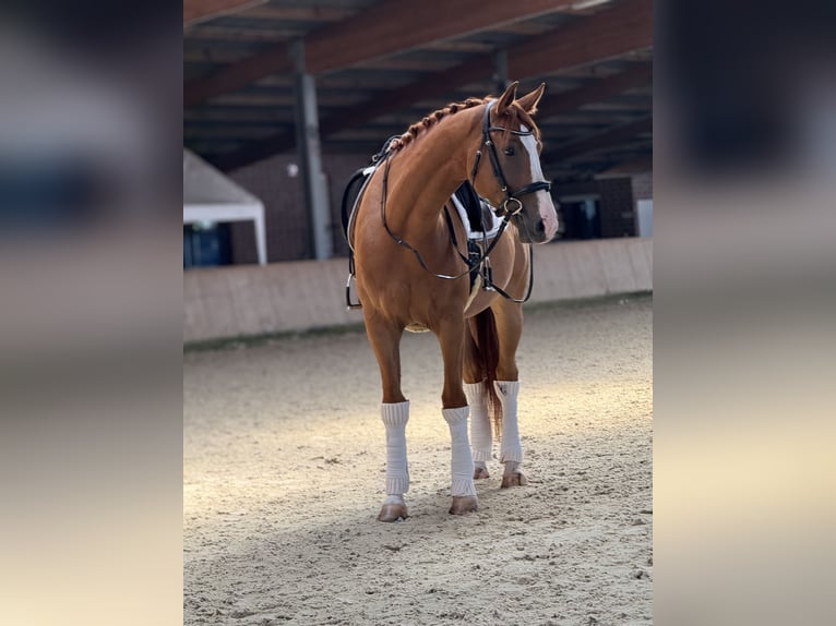 Hannoveraan Ruin 4 Jaar 167 cm Vos in Heek