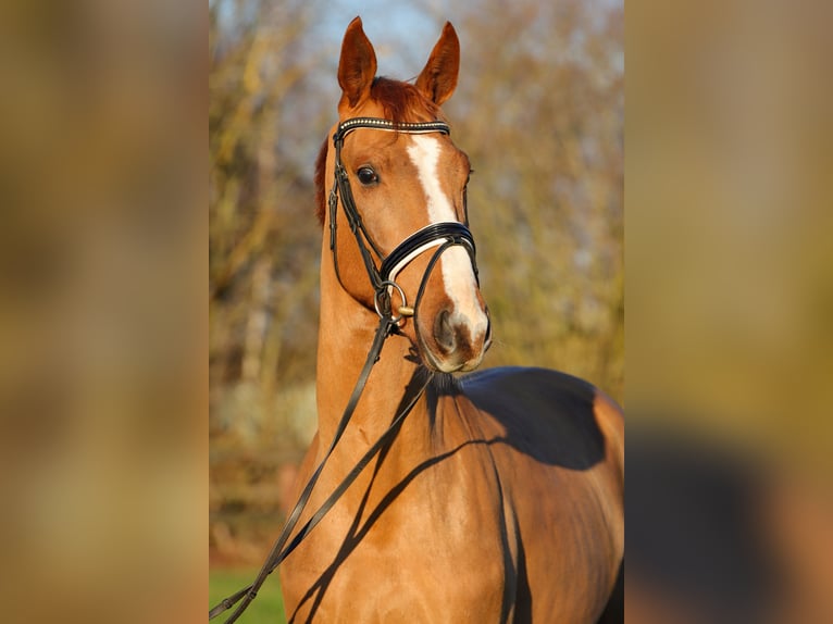 Hannoveraan Ruin 4 Jaar 167 cm Vos in Rickling