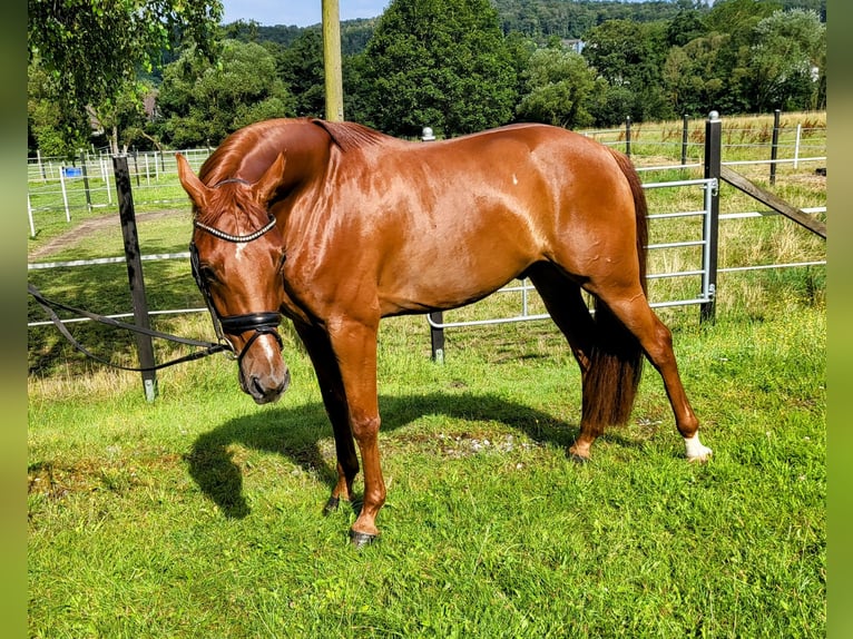 Hannoveraan Ruin 4 Jaar 167 cm Vos in Marsberg