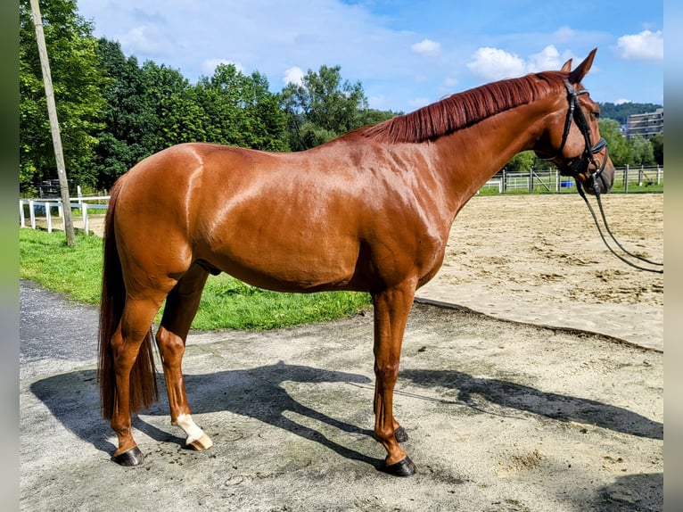 Hannoveraan Ruin 4 Jaar 167 cm Vos in Marsberg