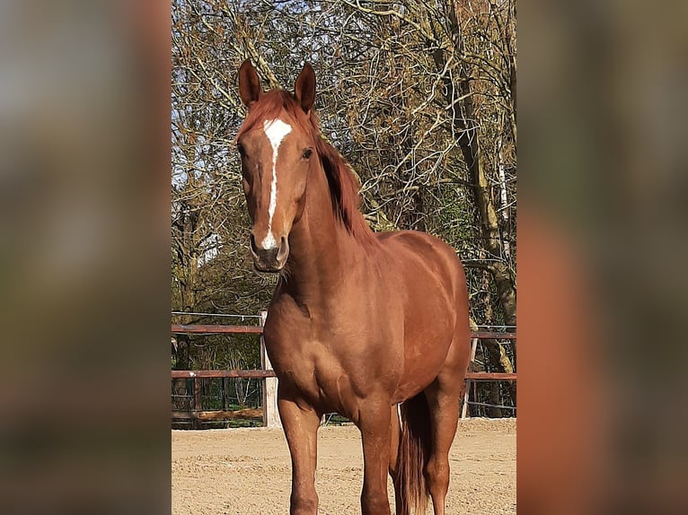 Hannoveraan Ruin 4 Jaar 167 cm Vos in Leichlingen