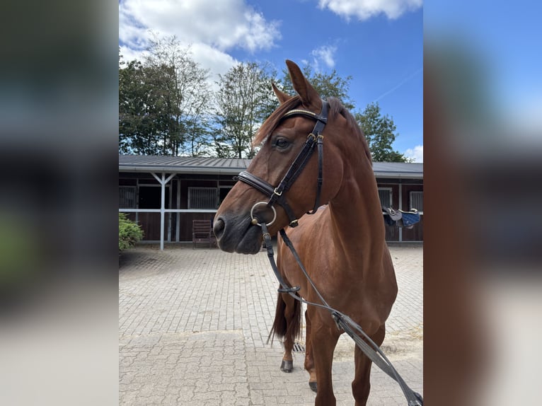 Hannoveraan Ruin 4 Jaar 167 cm Vos in Sottrum