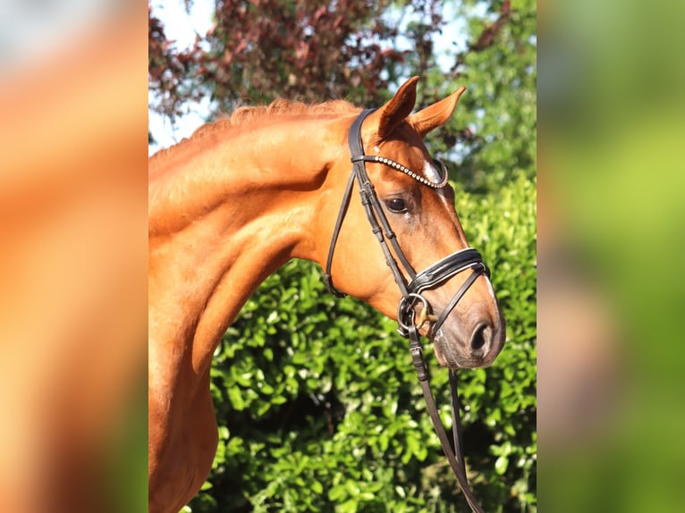 Hannoveraan Ruin 4 Jaar 167 cm Vos in Selsingen