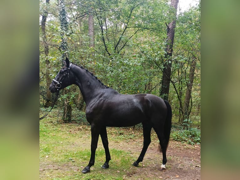 Hannoveraan Ruin 4 Jaar 167 cm Zwart in Barenburg