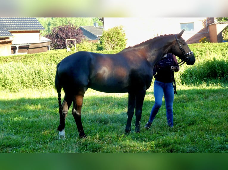 Hannoveraan Ruin 4 Jaar 167 cm Zwart in Schwarmstedt