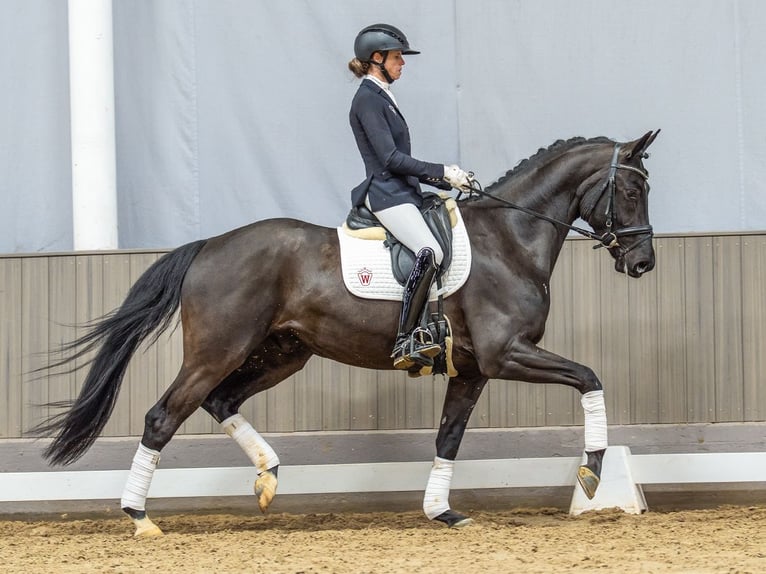 Hannoveraan Ruin 4 Jaar 167 cm Zwartbruin in Münster-Handorf