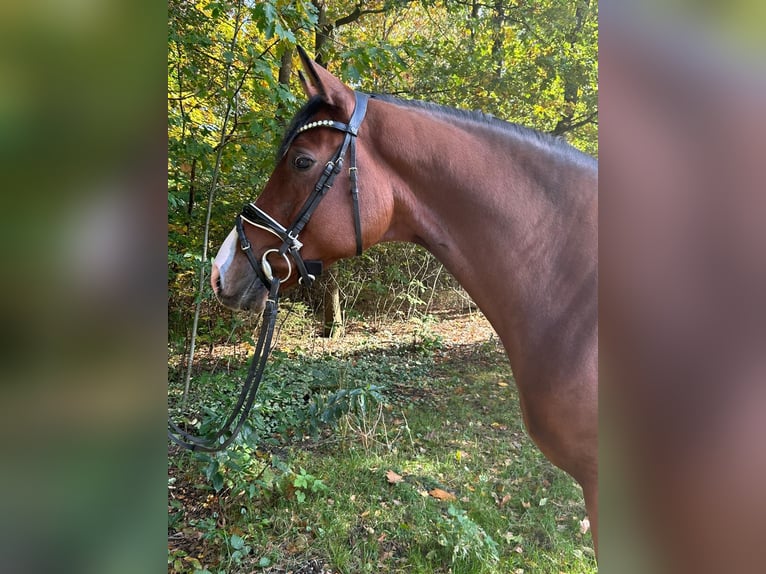 Hannoveraan Ruin 4 Jaar 168 cm Bruin in Elmlohe