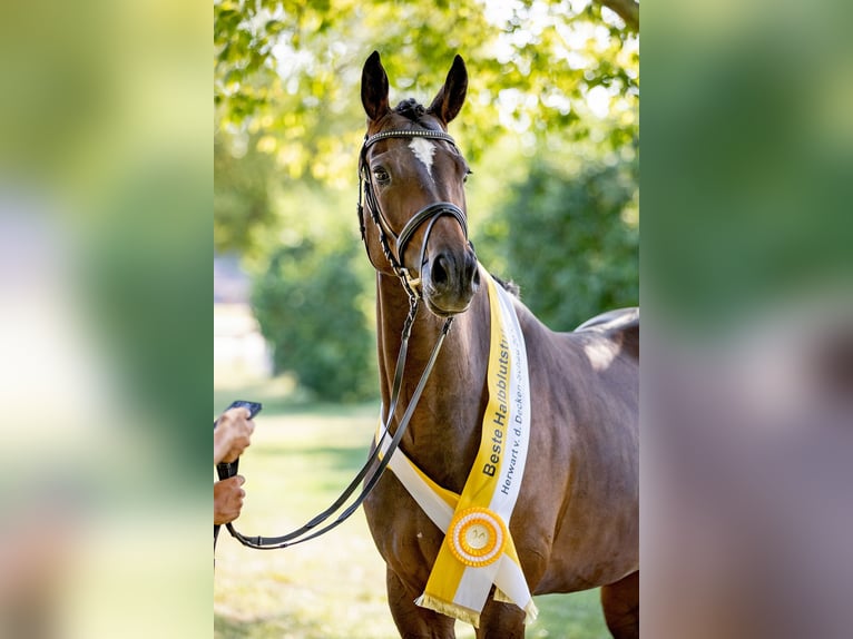 Hannoveraan Ruin 4 Jaar 168 cm Bruin in Elsoff