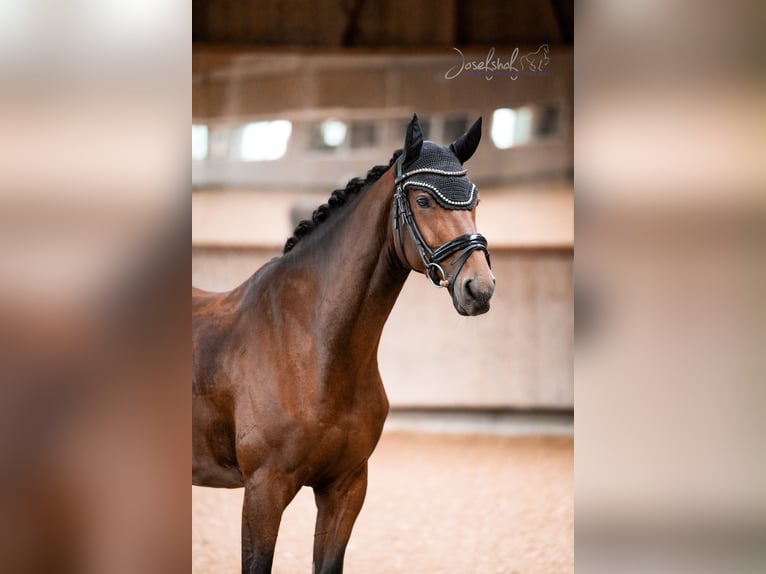 Hannoveraan Ruin 4 Jaar 168 cm Bruin in Grundsheim