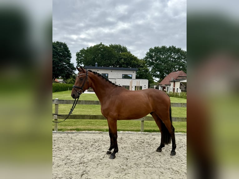 Hannoveraan Ruin 4 Jaar 168 cm Bruin in Bargstedt