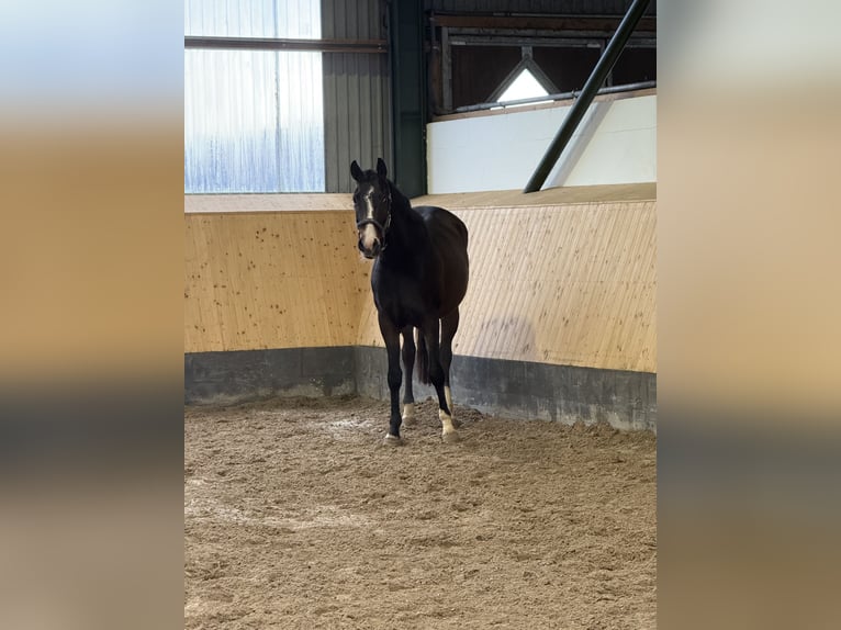 Hannoveraan Ruin 4 Jaar 168 cm Bruin in Deinstedt