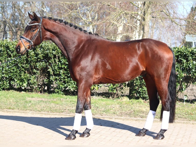 Hannoveraan Ruin 4 Jaar 168 cm Bruin in Selsingen