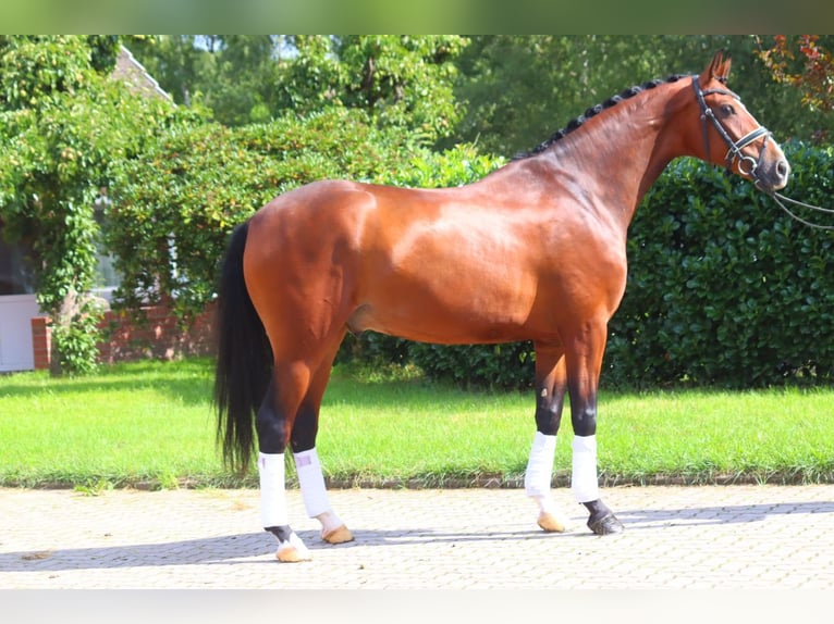 Hannoveraan Ruin 4 Jaar 168 cm Bruin in Selsingen