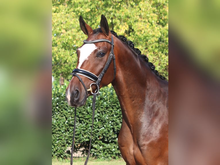 Hannoveraan Ruin 4 Jaar 168 cm Bruin in Selsingen