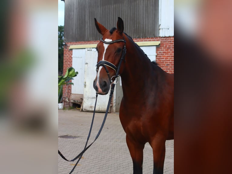 Hannoveraan Ruin 4 Jaar 168 cm Bruin in Selsingen