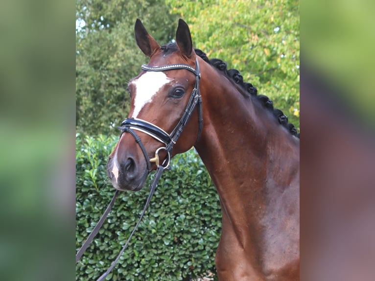 Hannoveraan Ruin 4 Jaar 168 cm Bruin in Selsingen