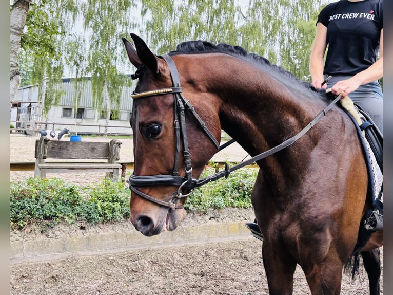 Hannoveraan Ruin 4 Jaar 168 cm Bruin in Sottrum