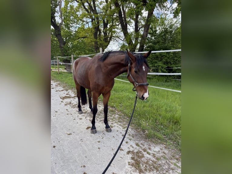Hannoveraan Ruin 4 Jaar 168 cm Bruin in Loxstedt