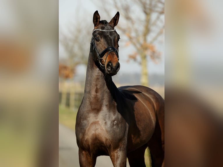 Hannoveraan Ruin 4 Jaar 168 cm Bruin in Diepholz