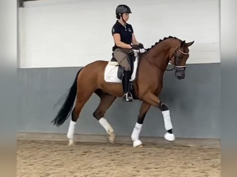 Hannoveraan Ruin 4 Jaar 168 cm Bruin in Tiddische