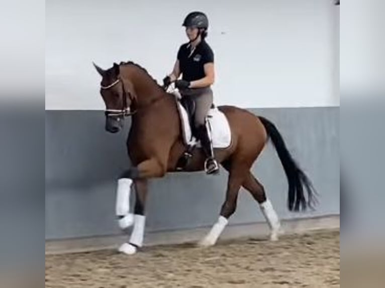 Hannoveraan Ruin 4 Jaar 168 cm Bruin in Tiddische