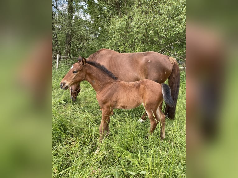 Hannoveraan Ruin 4 Jaar 168 cm Bruin in Rohrlack