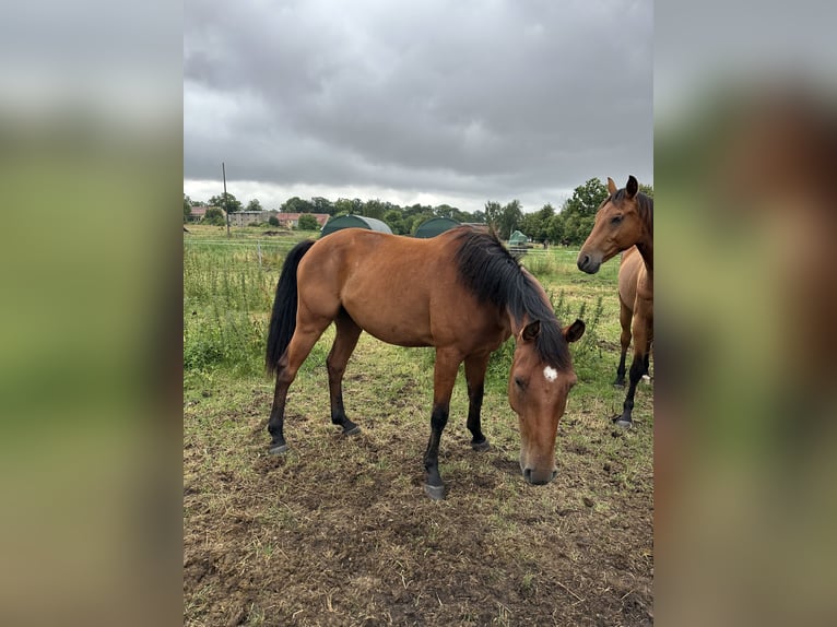 Hannoveraan Ruin 4 Jaar 168 cm Bruin in Rohrlack