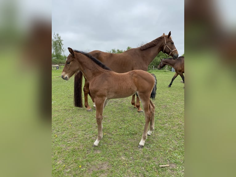 Hannoveraan Ruin 4 Jaar 168 cm Bruin in Rohrlack