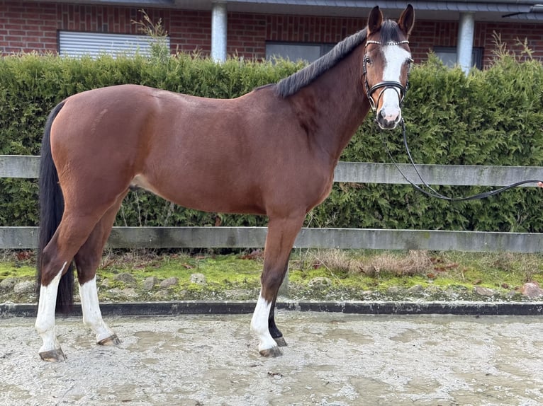 Hannoveraan Ruin 4 Jaar 168 cm Bruin in Bargstedt