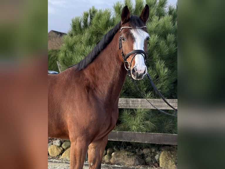 Hannoveraan Ruin 4 Jaar 168 cm Bruin in Bargstedt