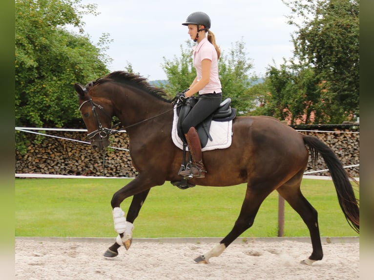 Hannoveraan Ruin 4 Jaar 168 cm Donkerbruin in Dransfeld