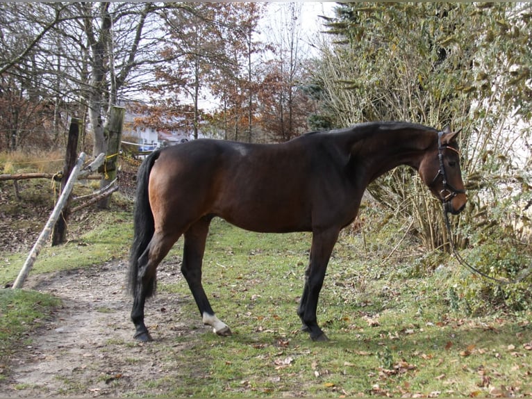 Hannoveraan Ruin 4 Jaar 168 cm Donkerbruin in Winh&#xF6;ring