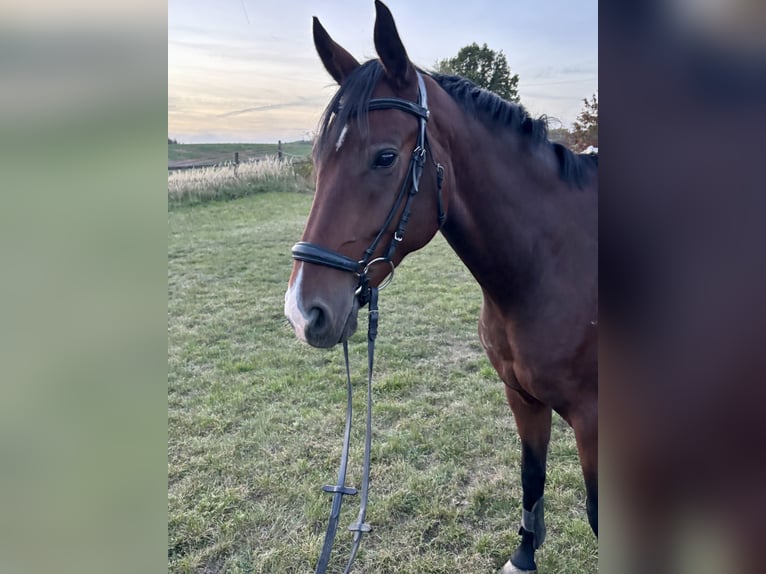 Hannoveraan Ruin 4 Jaar 168 cm Donkerbruin in Trautskirchen