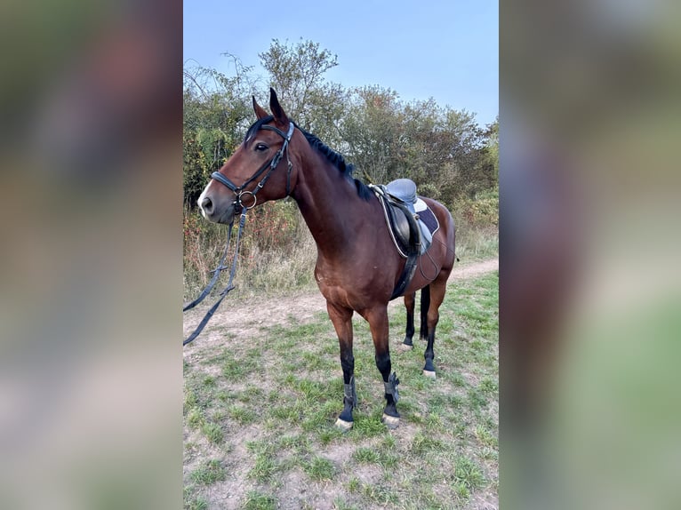 Hannoveraan Ruin 4 Jaar 168 cm Donkerbruin in Trautskirchen