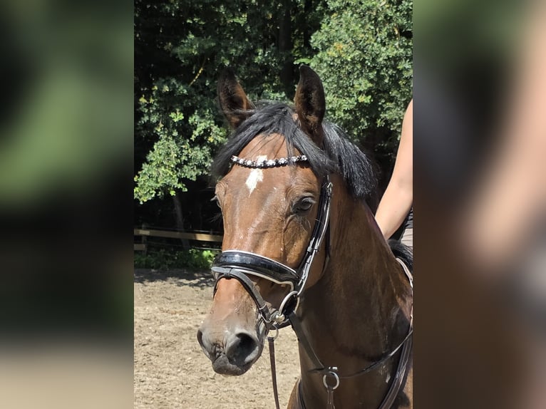 Hannoveraan Ruin 4 Jaar 168 cm Donkerbruin in Braunschweig