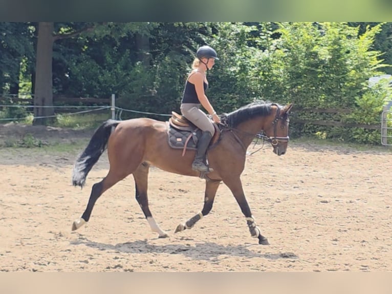 Hannoveraan Ruin 4 Jaar 168 cm Donkerbruin in Braunschweig