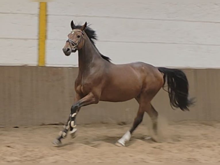 Hannoveraan Ruin 4 Jaar 168 cm Donkerbruin in Braunschweig