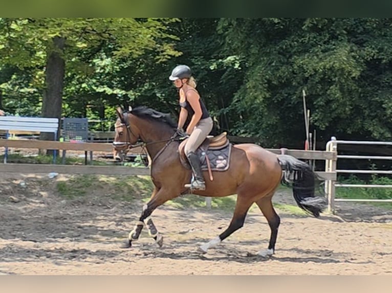 Hannoveraan Ruin 4 Jaar 168 cm Donkerbruin in Braunschweig